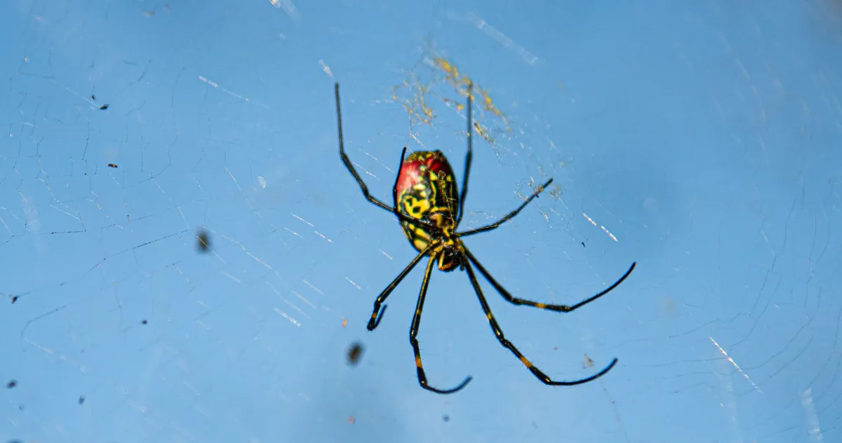 Giant Airborne Joro Spiders